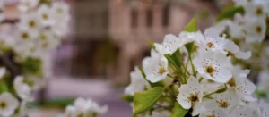 flowers blooming in spring in downtown howell